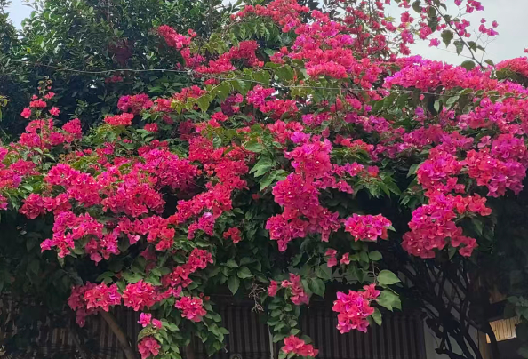 高新兴GoMo大模型“持证上岗”，为智慧政务装上“AI大脑”