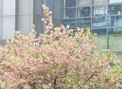 41%份额里程碑：国产AI芯片迈入规模化自主新时代